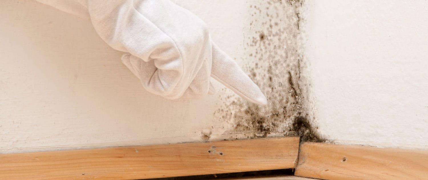 ¿Cómo eliminar el moho en de las paredes de casa? - Fora Humedades